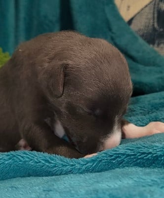 Les chiots de Whippet