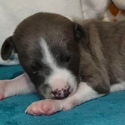 Les chiots de Whippet