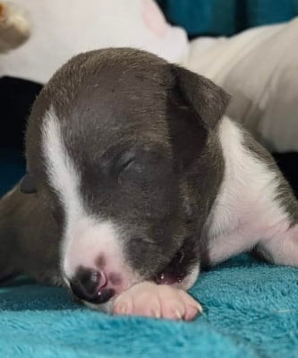 Les chiots de Whippet