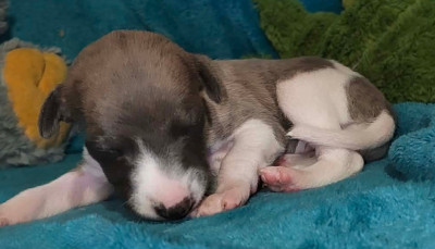 Les chiots de Whippet
