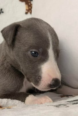 Les chiots de Whippet
