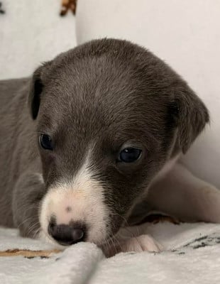 Les chiots de Whippet