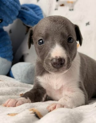 Les chiots de Whippet
