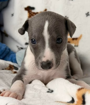 Les chiots de Whippet