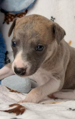 Les chiots de Whippet