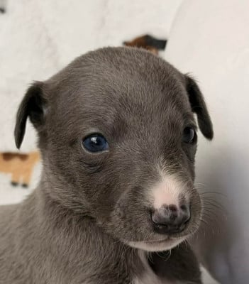 Les chiots de Whippet