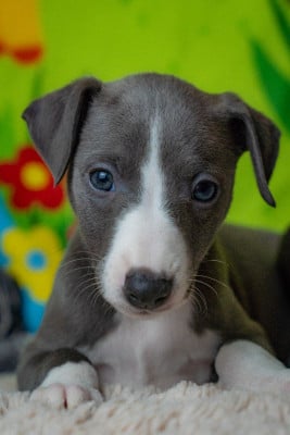 Les chiots de Whippet