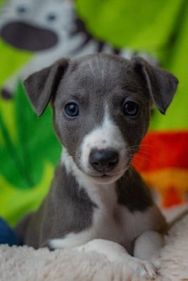 Les chiots de Whippet