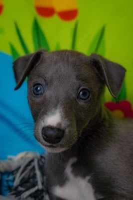 Les chiots de Whippet