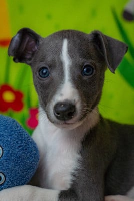 Les chiots de Whippet