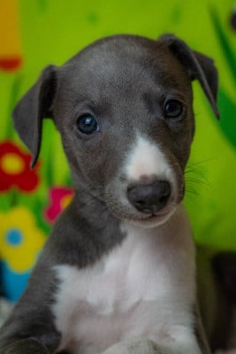Les chiots de Whippet