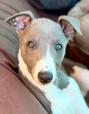 Les chiots de Whippet