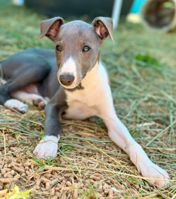 Les chiots de Whippet