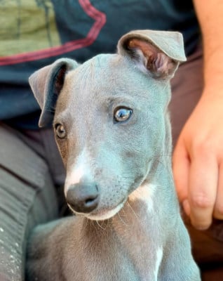 Les chiots de Whippet