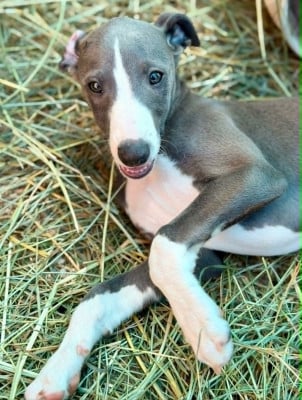 Les chiots de Whippet