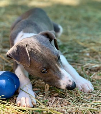 Les chiots de Whippet