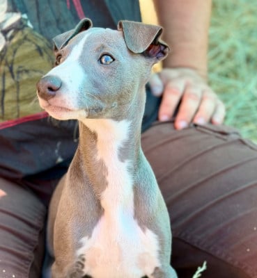 Les chiots de Whippet