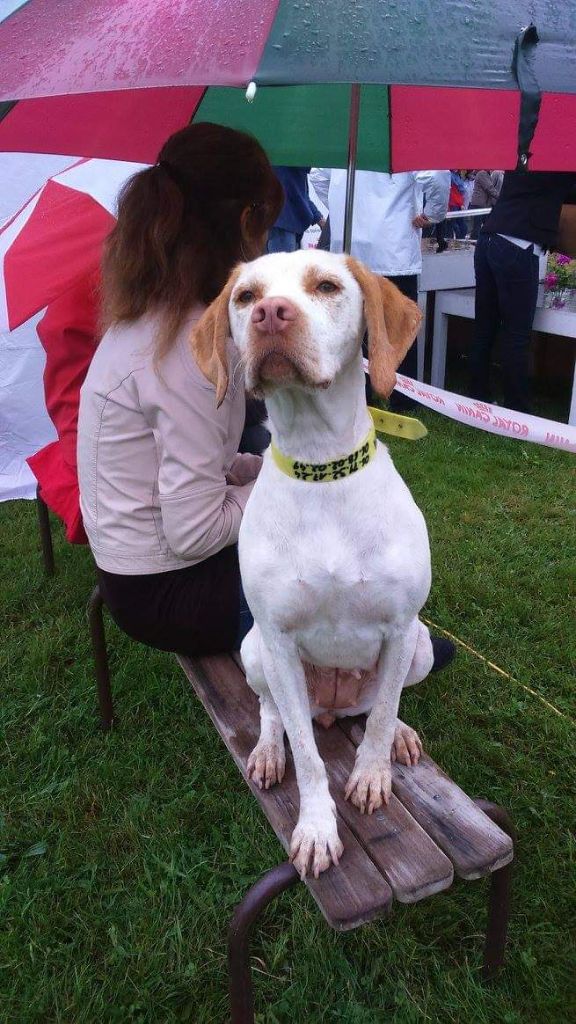De La Lande De Bourberouge Jopie - 1er excellent/meilleur jeune