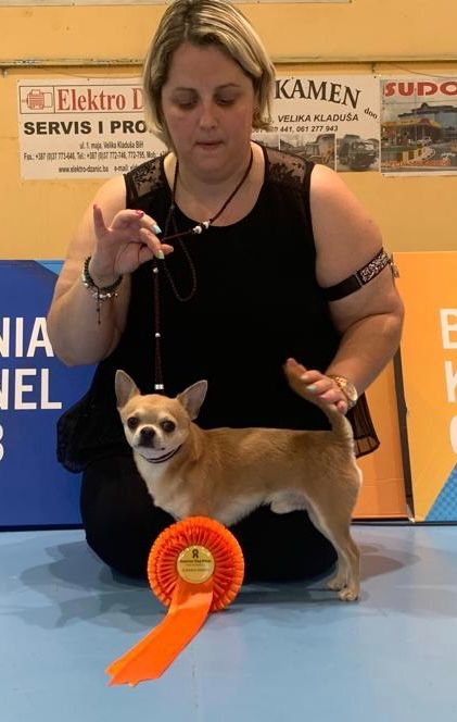 CH. O'you little coco bis Des Ours Gris - 1er EXC CAC