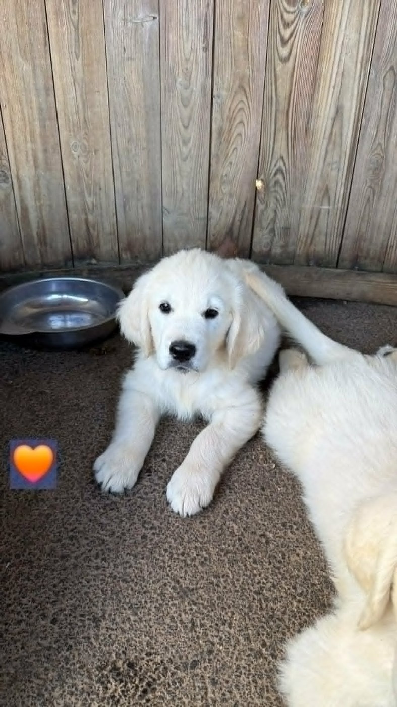 Boy (collier orange)