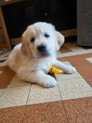Les chiots de Golden Retriever