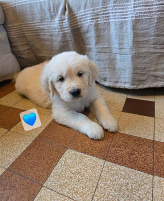 Les chiots de Golden Retriever