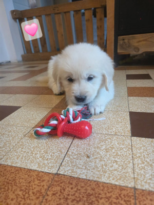 Les chiots de Golden Retriever