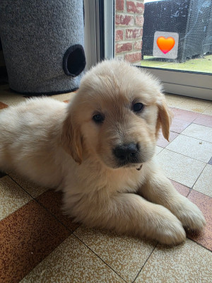 Les chiots de Golden Retriever
