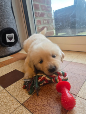 Les chiots de Golden Retriever