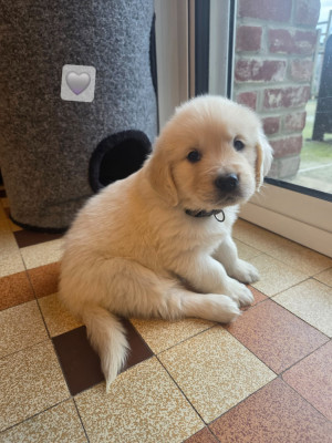 Les chiots de Golden Retriever
