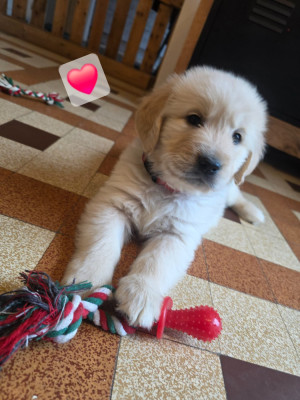Les chiots de Golden Retriever