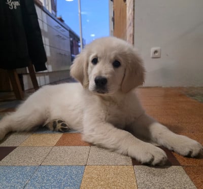 Les chiots de Golden Retriever