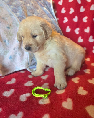 Les chiots de Golden Retriever