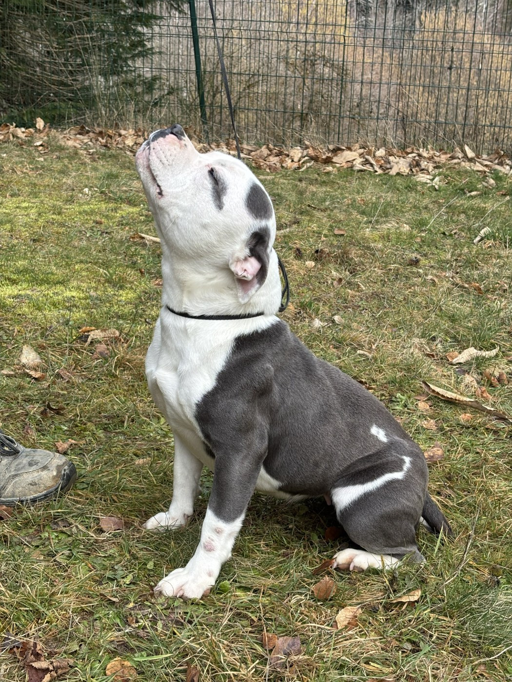 Publication : du Pirasset