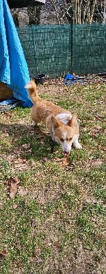 Étalon Welsh Corgi Pembroke - Uma thurman de la vallée des crocs blancs