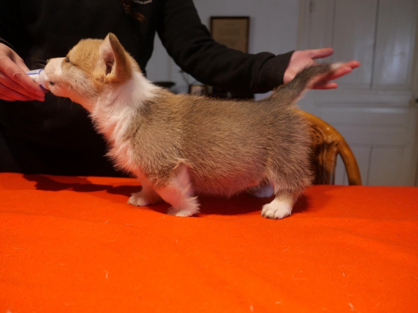 Welsh Corgi Pembroke - du Pirasset