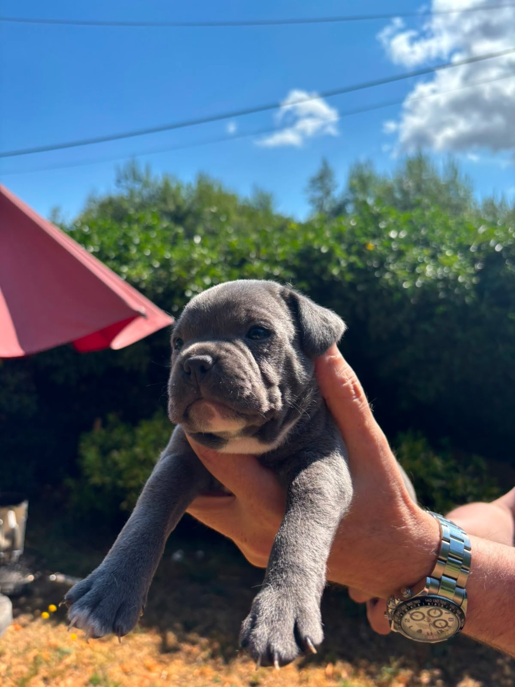 BlueBoy