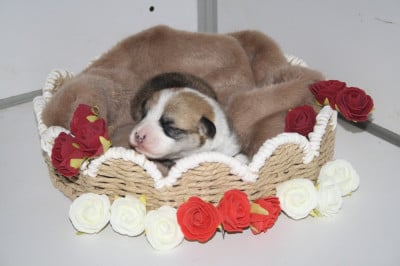 Les chiots de Welsh Corgi Pembroke