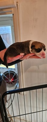 Les chiots de Welsh Corgi Pembroke