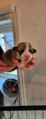 Les chiots de Welsh Corgi Pembroke