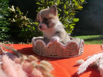 Les chiots de Welsh Corgi Pembroke