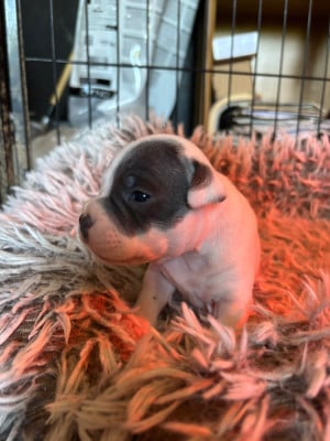 Les chiots de Staffordshire Bull Terrier