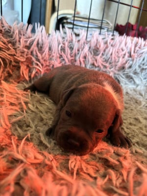 Les chiots de Staffordshire Bull Terrier