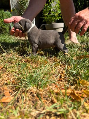 Les chiots de Staffordshire Bull Terrier