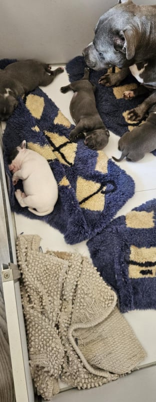 Staffordshire Bull Terrier - du Pirasset