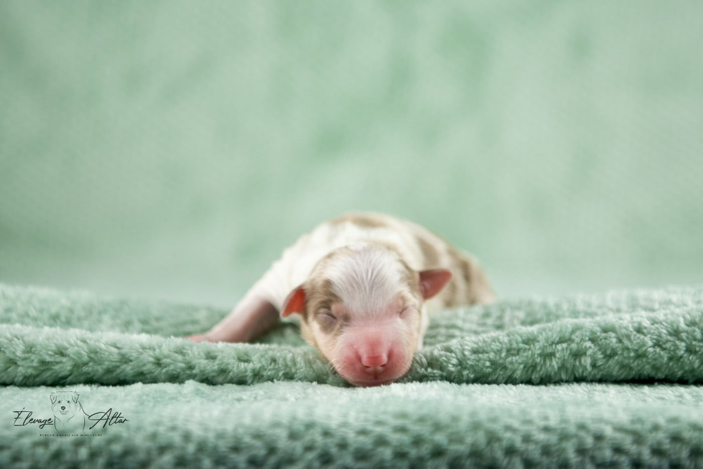 Mâle rouge merle - Berger Américain Miniature