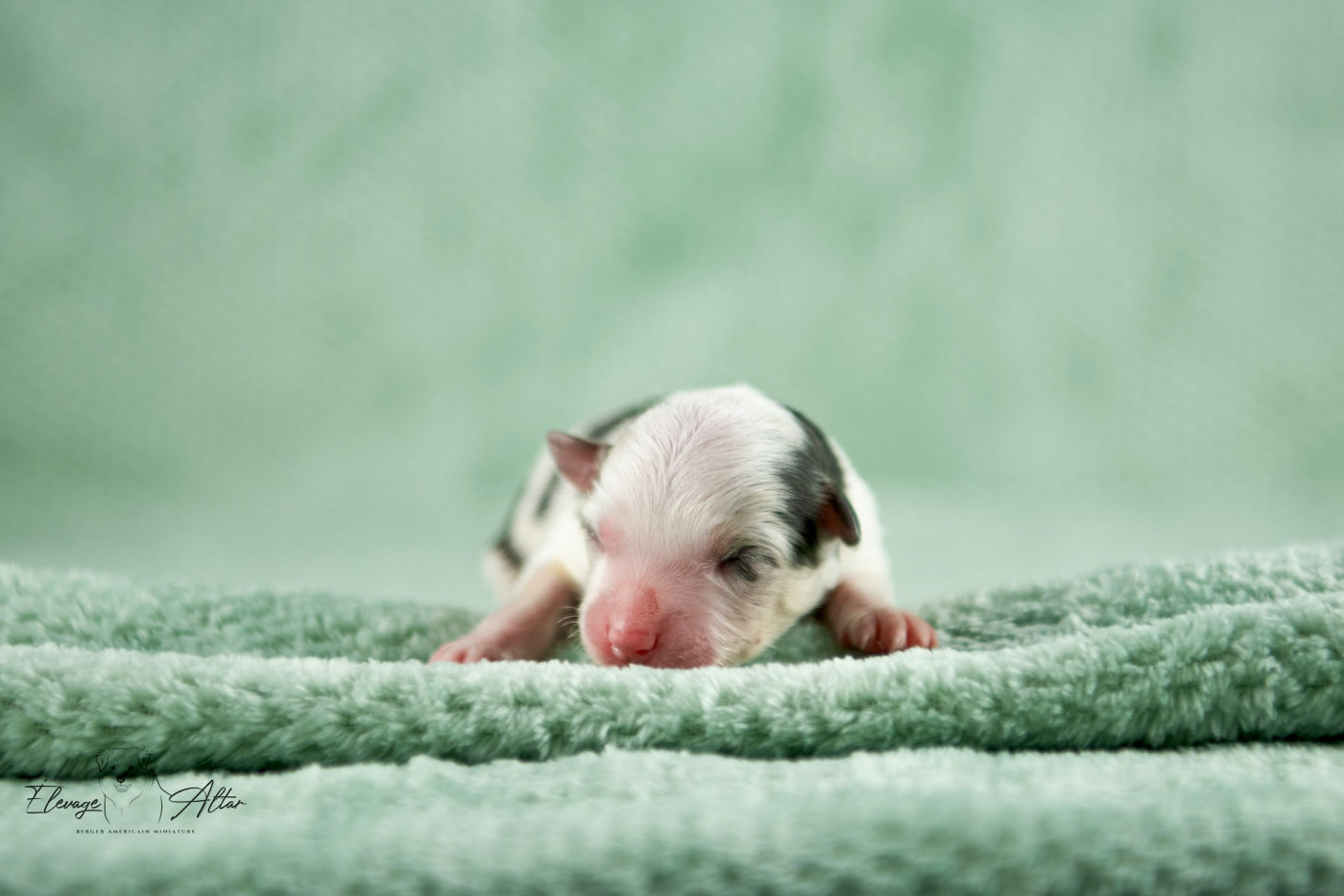 Mâle bleu merle - Berger Américain Miniature