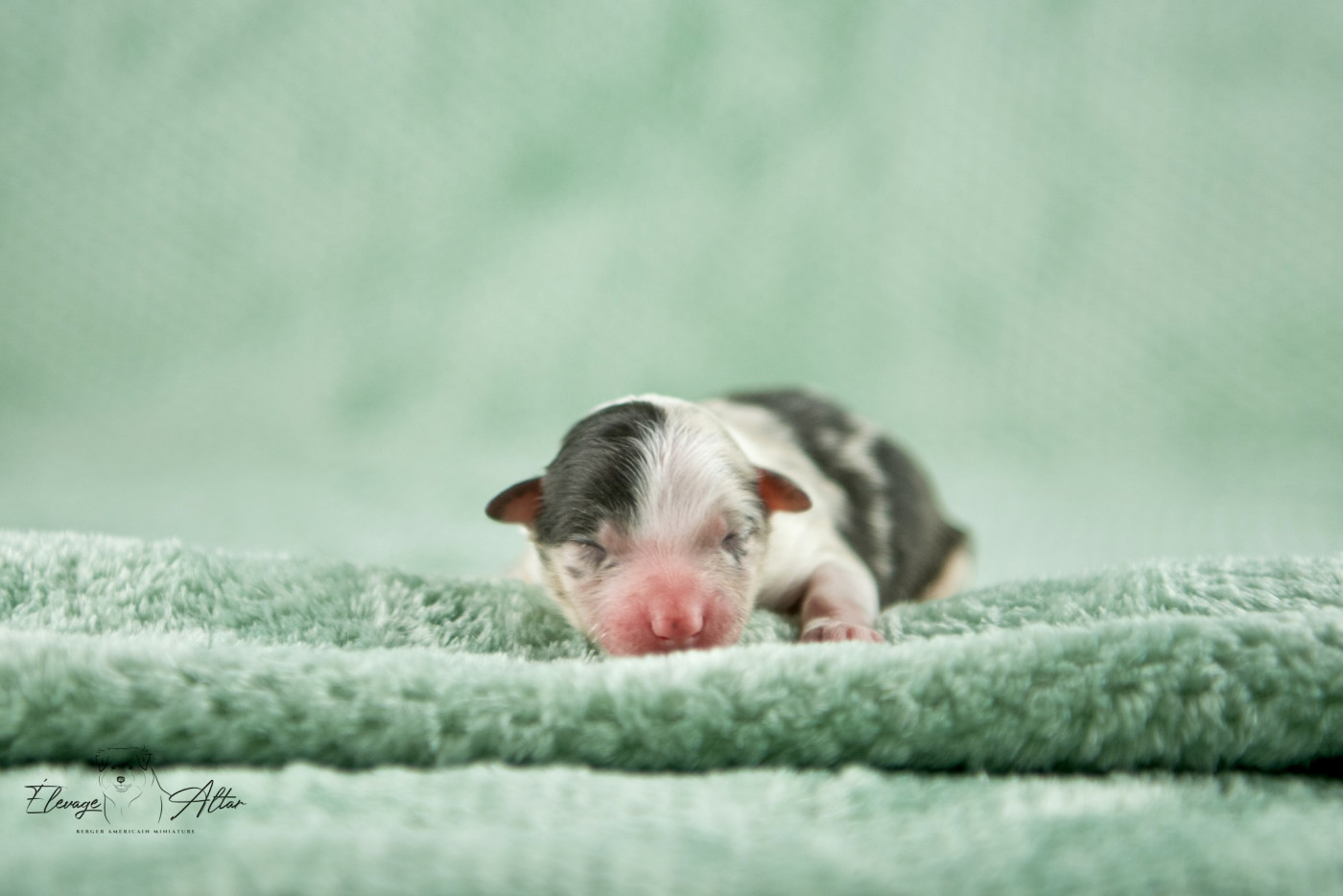 Femelle bleue merle - Berger Américain Miniature