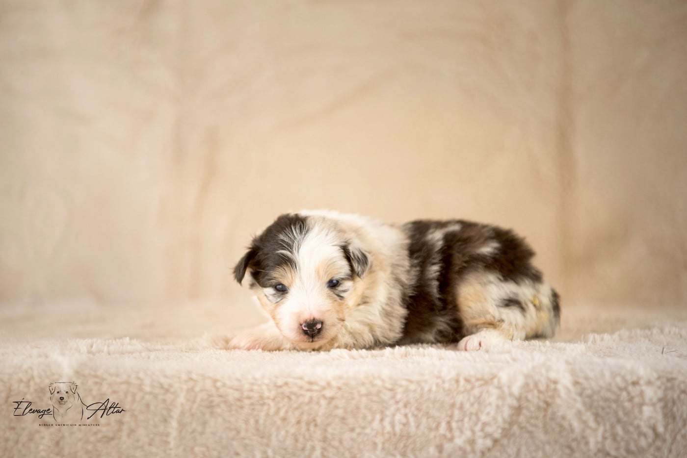 Femelle bleue merle