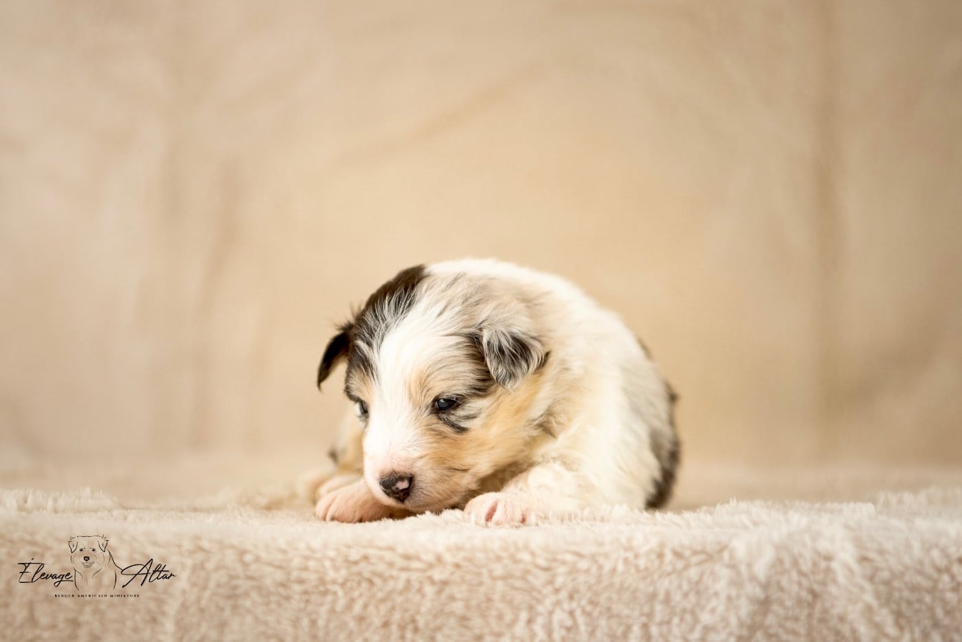 Femelle bleue merle